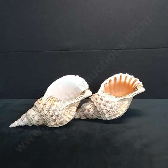 LARGE SHELLS
