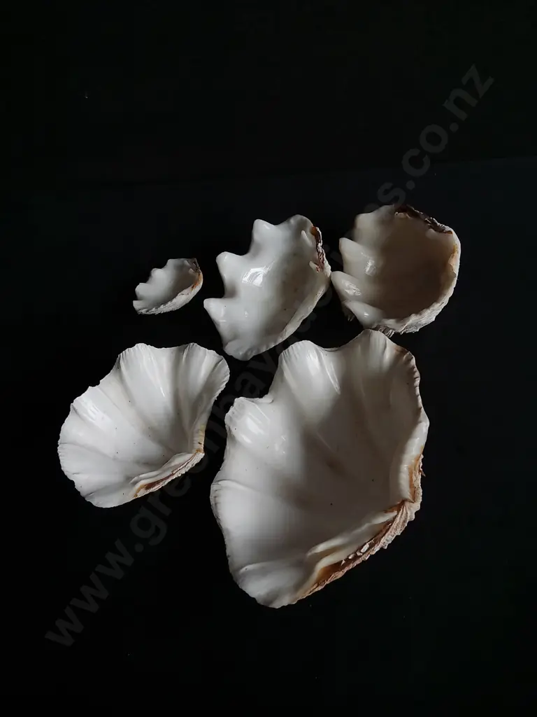 TRIDANCA CLAM SHELLS Image 1++