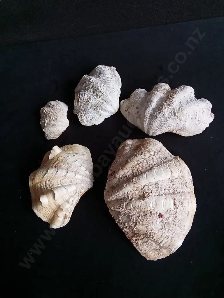 TRIDANCA CLAM SHELLS Image 1++