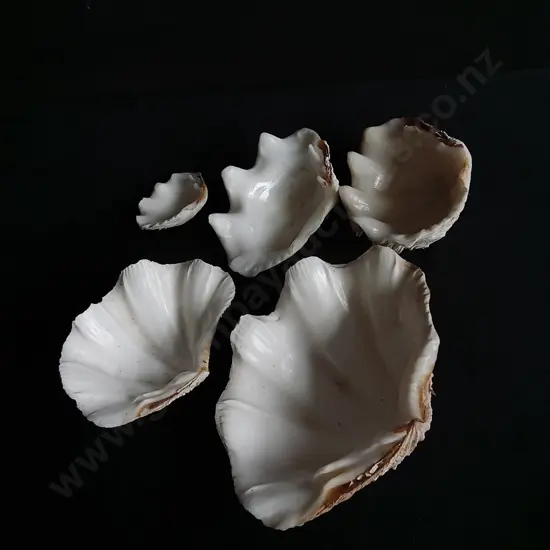 TRIDANCA CLAM SHELLS