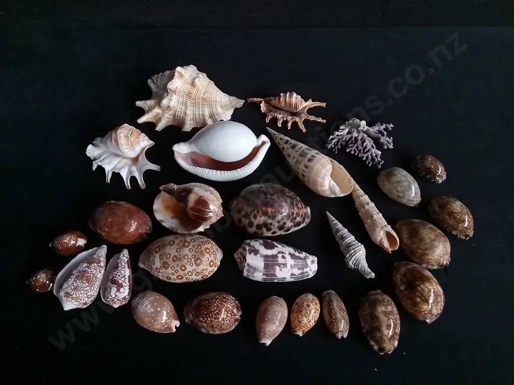 MIX OF REAL SEASHELLS Image 1++