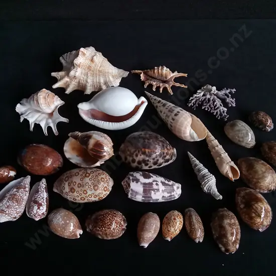 MIX OF REAL SEASHELLS