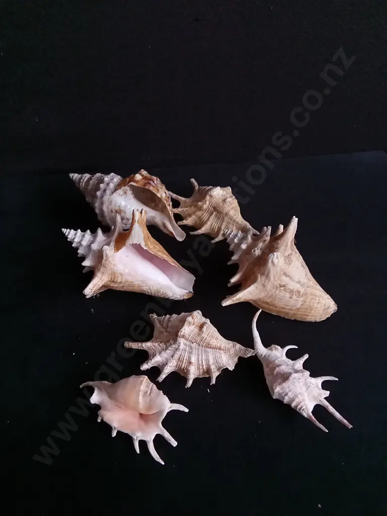SPIDER CONCH SHELLS Image 1++