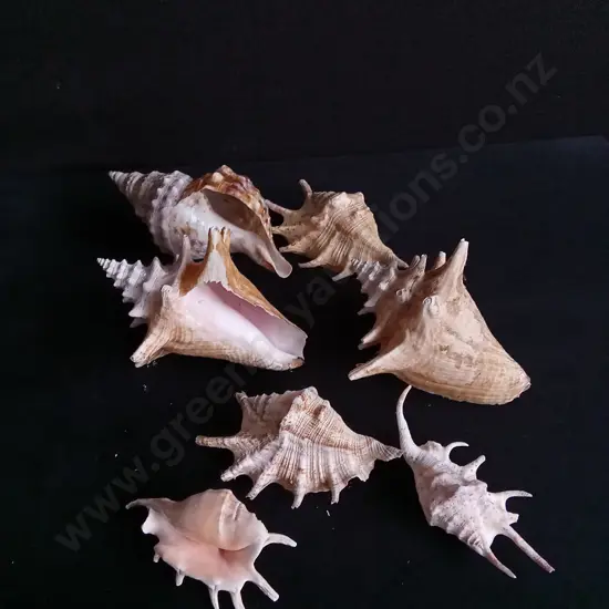 SPIDER CONCH SHELLS