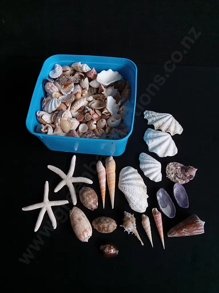 MIX OF REAL SEASHELLS Image 1++