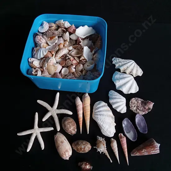 MIX OF REAL SEASHELLS
