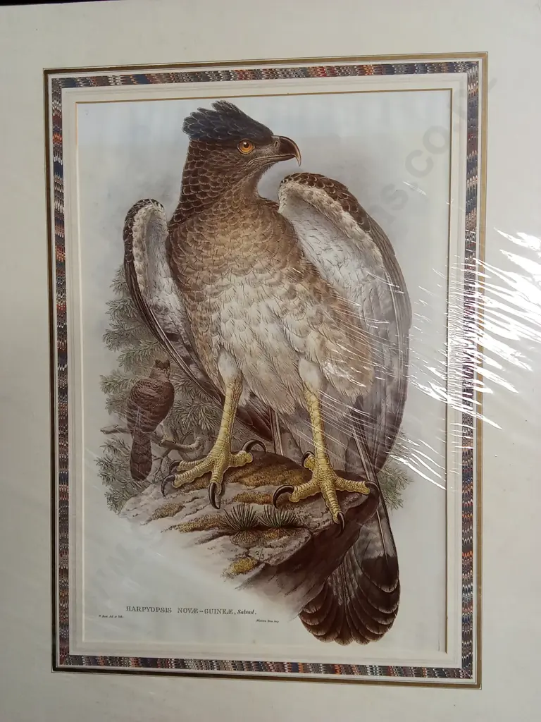VINTAGE JOHN GOULD EAGLE "HARPYOPSIS NOVAE-GUINEAE" PRINT PACKAGED Image 1++