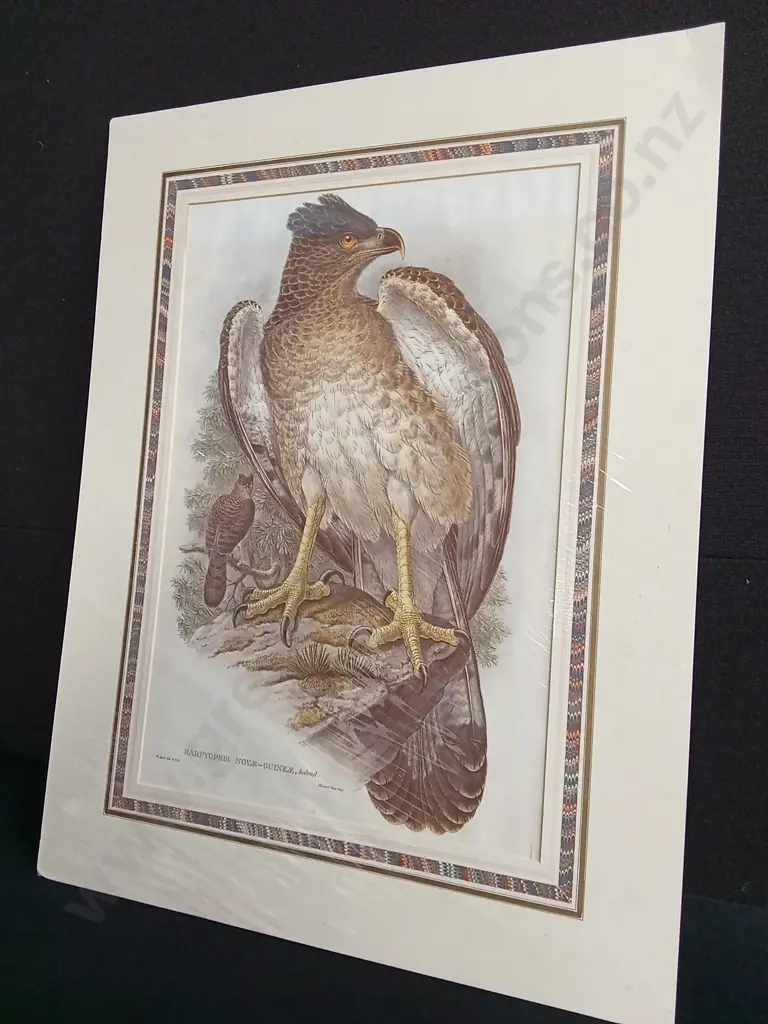 VINTAGE JOHN GOULD EAGLE "HARPYOPSIS NOVAE-GUINEAE" PRINT PACKAGED Image 1++