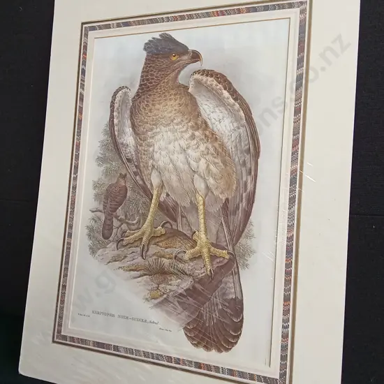 VINTAGE JOHN GOULD EAGLE "HARPYOPSIS NOVAE-GUINEAE" PRINT PACKAGED