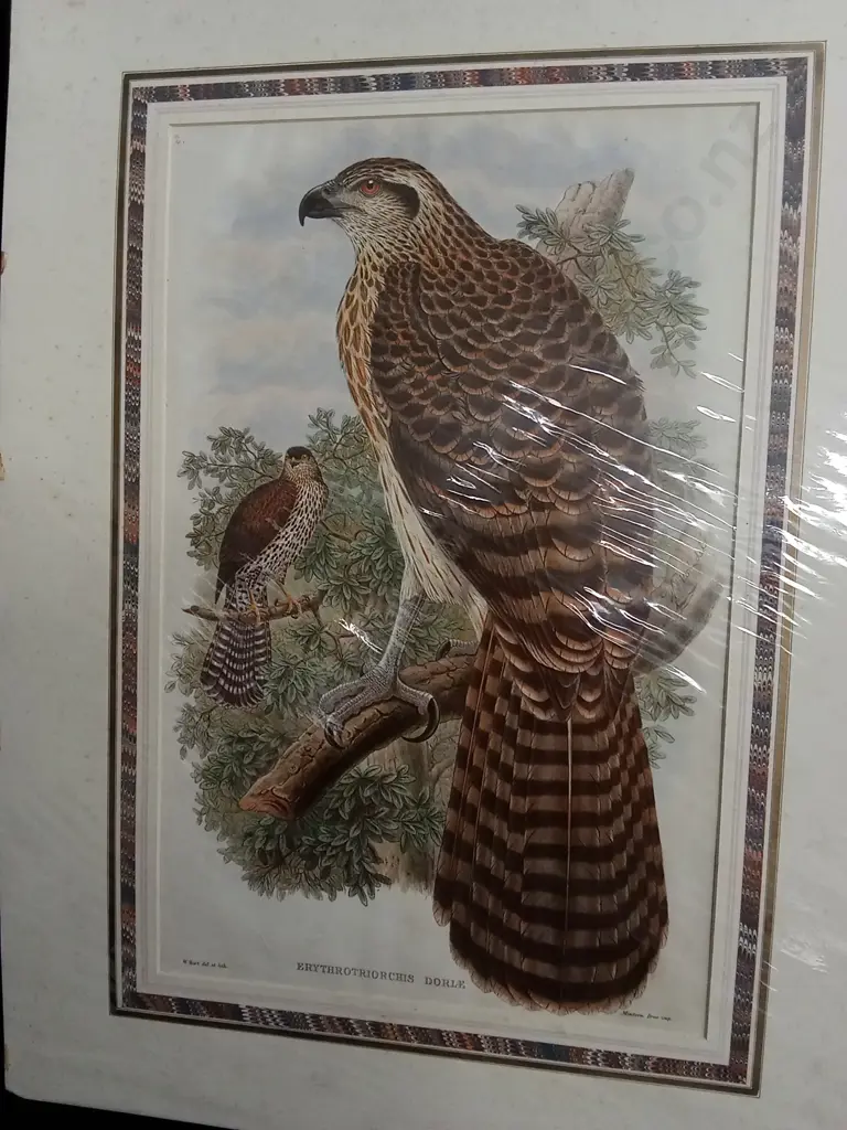 VINTAGE JOHN GOULD GOSHAWK "ERYTHROTRIORCHIS DORLE" PRINT PACKAGED Image 1++