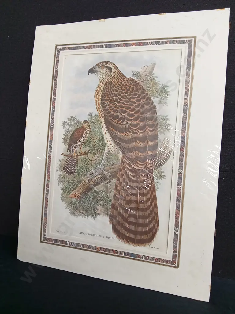 VINTAGE JOHN GOULD GOSHAWK "ERYTHROTRIORCHIS DORLE" PRINT PACKAGED Image 1++