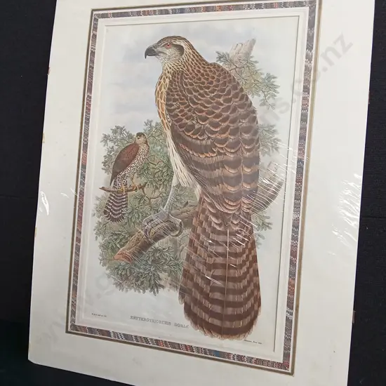 VINTAGE JOHN GOULD GOSHAWK "ERYTHROTRIORCHIS DORLE" PRINT PACKAGED