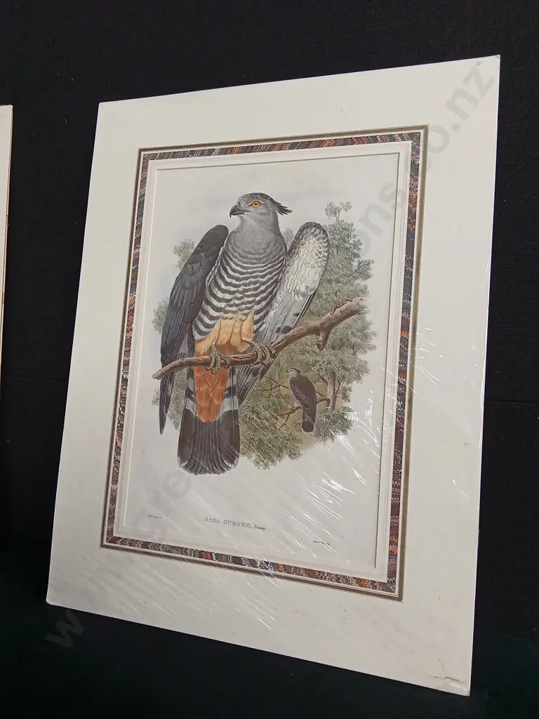 ORIGINAL 19TH CENTURY LITHOGRAPH JOHN GOULD FALCON "BAZA GURNEYI" PRINT PACKAGED WITH TEXT SHEET Image 1++