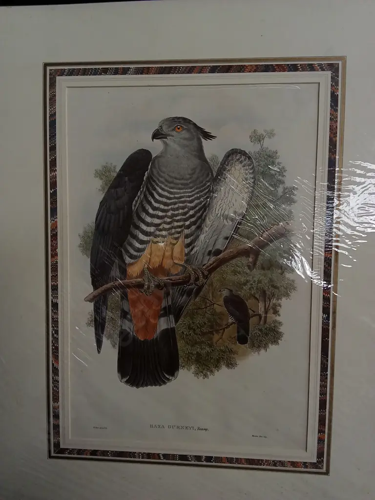 ORIGINAL 19TH CENTURY LITHOGRAPH JOHN GOULD FALCON "BAZA GURNEYI" PRINT PACKAGED WITH TEXT SHEET Image 1++