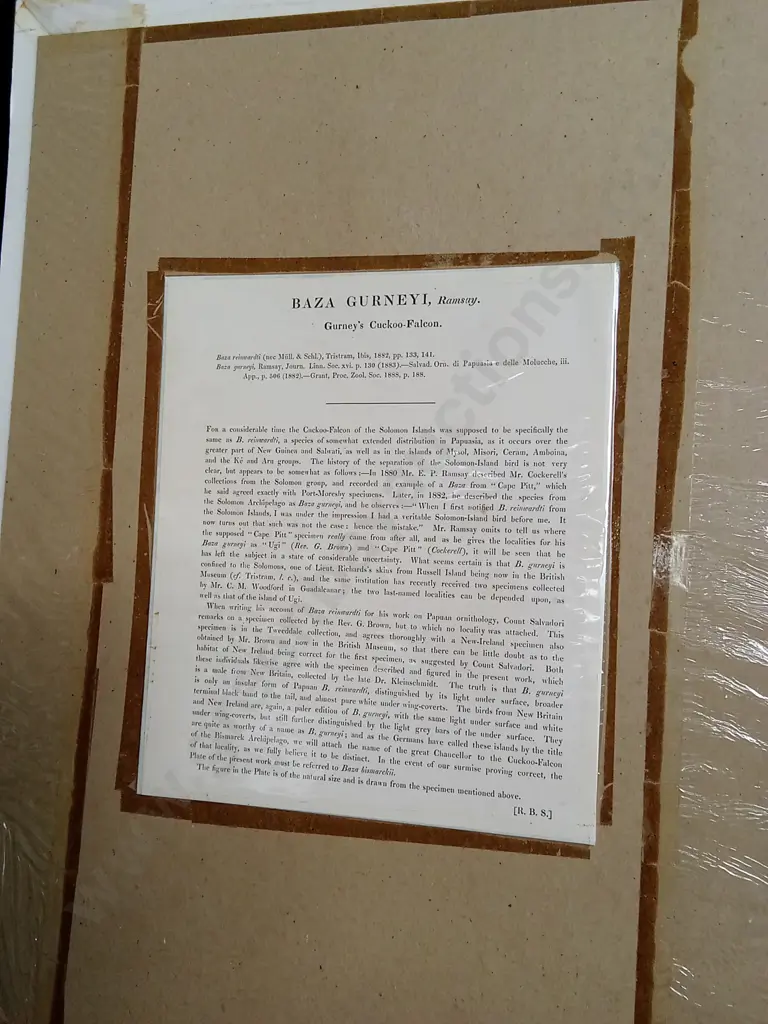 ORIGINAL 19TH CENTURY LITHOGRAPH JOHN GOULD FALCON "BAZA GURNEYI" PRINT PACKAGED WITH TEXT SHEET Image 1++