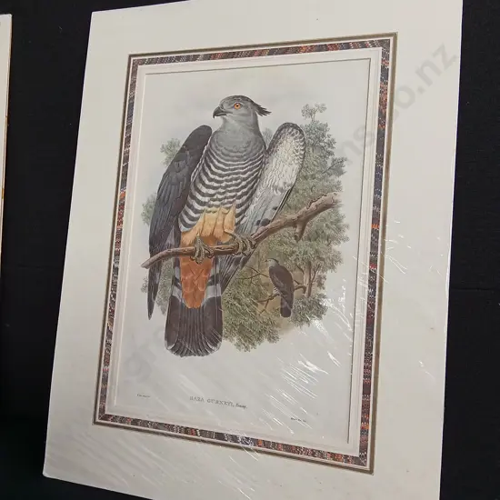 ORIGINAL 19TH CENTURY LITHOGRAPH JOHN GOULD FALCON "BAZA GURNEYI" PRINT PACKAGED WITH TEXT SHEET
