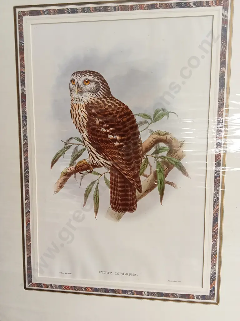 ORIGINAL 19TH CENTURY HAND COLOURED JOHN GOULD LITHOGRAPH, OWL "NINOX DIMORPHA" PRINT PACKAGED WITH TEXT SHEET Image 1++