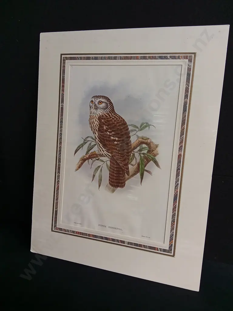ORIGINAL 19TH CENTURY HAND COLOURED JOHN GOULD LITHOGRAPH, OWL "NINOX DIMORPHA" PRINT PACKAGED WITH TEXT SHEET Image 1++