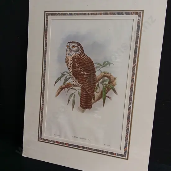 ORIGINAL 19TH CENTURY HAND COLOURED JOHN GOULD LITHOGRAPH, OWL "NINOX DIMORPHA" PRINT PACKAGED WITH TEXT SHEET