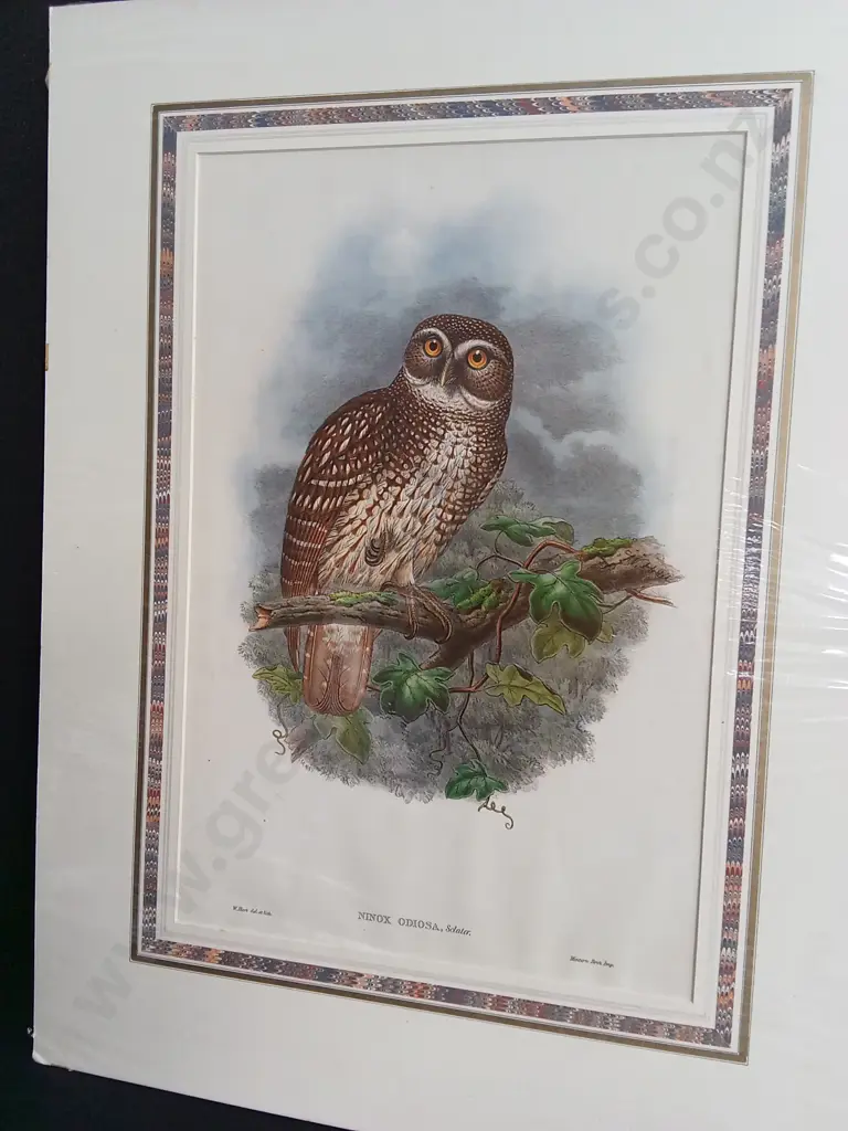 ORIGINAL 19TH CENTURY HAND COLOURED LITHOGRAPH JOHN GOULD, OWL "NINOX ODIOSA" PRINT PACKAGED WITH TEXT SHEET Image 1++