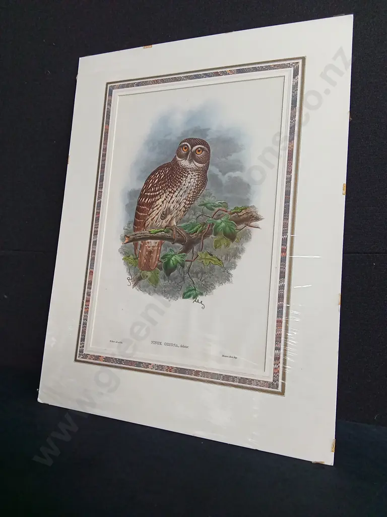ORIGINAL 19TH CENTURY HAND COLOURED LITHOGRAPH JOHN GOULD, OWL "NINOX ODIOSA" PRINT PACKAGED WITH TEXT SHEET Image 1++