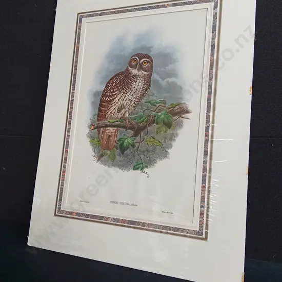 ORIGINAL 19TH CENTURY HAND COLOURED LITHOGRAPH JOHN GOULD, OWL "NINOX ODIOSA" PRINT PACKAGED WITH TEXT SHEET