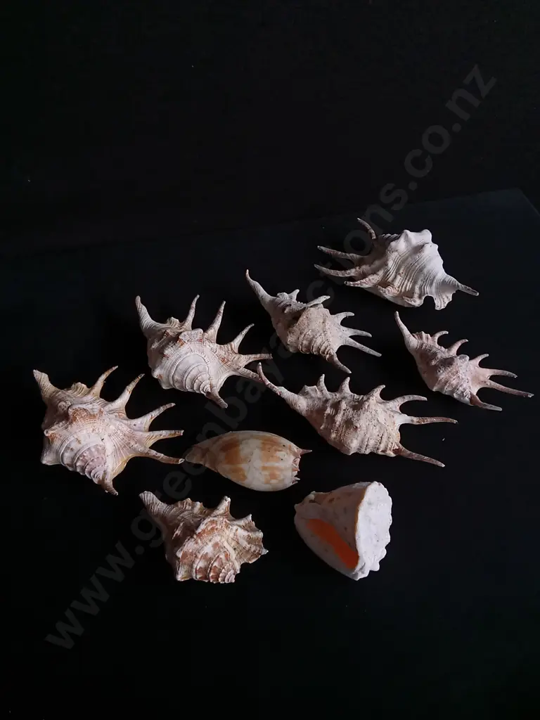 SPIDER CONCH SHELLS Image 1++