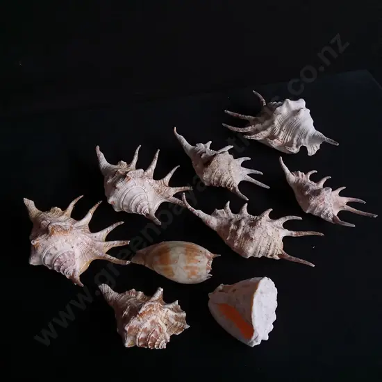 SPIDER CONCH SHELLS