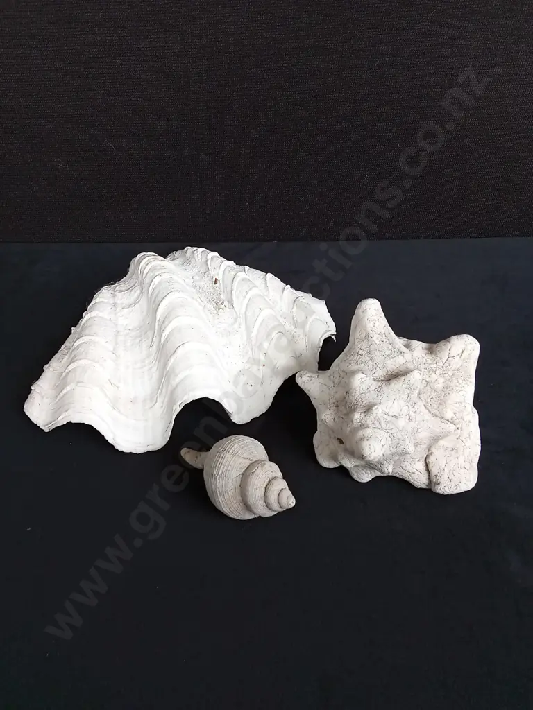 3 SHELLS LARGEST L28CM Image 1++