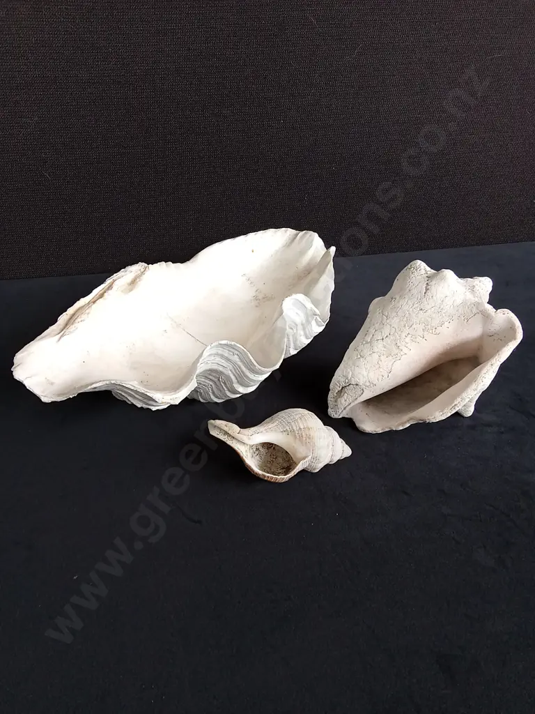 3 SHELLS LARGEST L28CM Image 1++