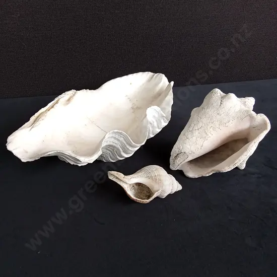 3 SHELLS LARGEST L28CM