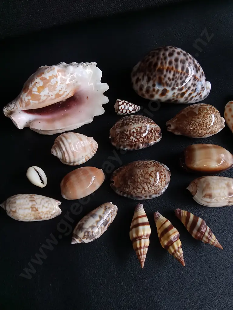 MIX OF REAL SEASHELLS, WIDEST W 10 CM Image 1++