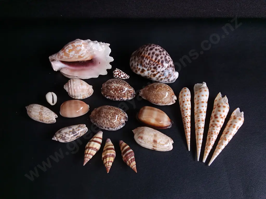 MIX OF REAL SEASHELLS, WIDEST W 10 CM Image 1++