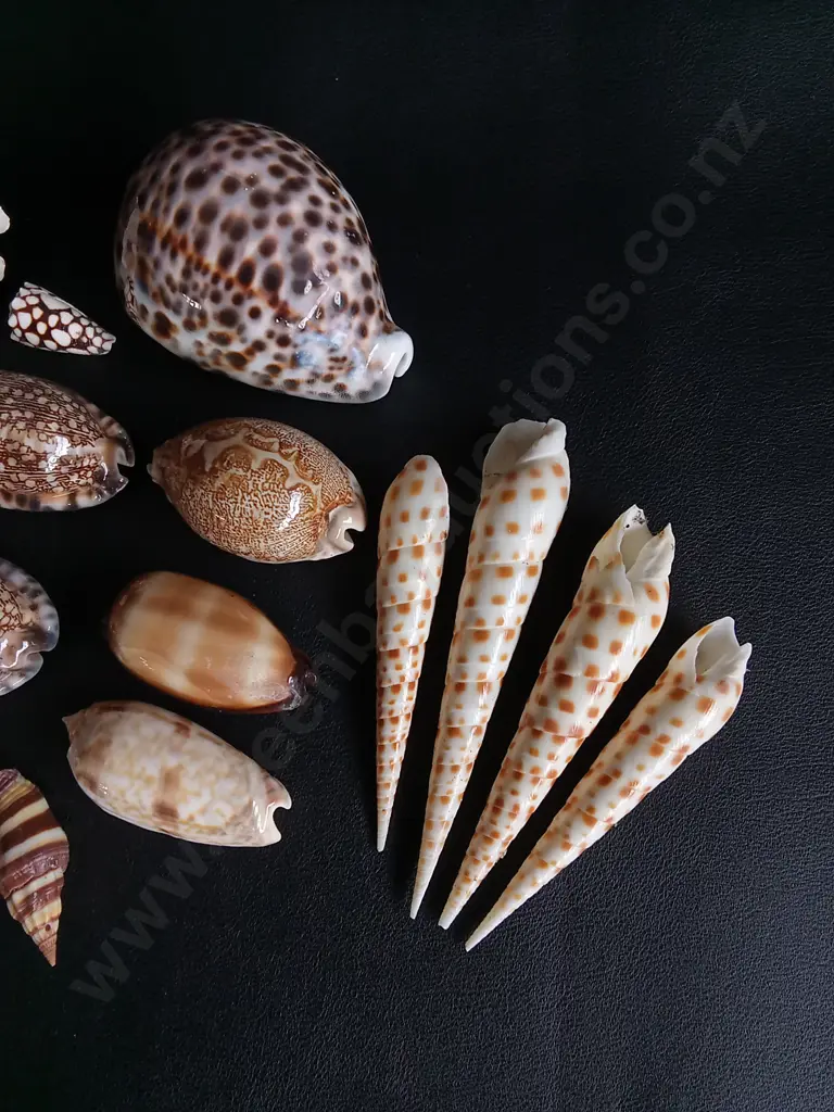 MIX OF REAL SEASHELLS, WIDEST W 10 CM Image 1++