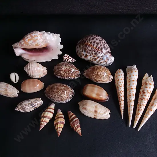 MIX OF REAL SEASHELLS, WIDEST W 10 CM