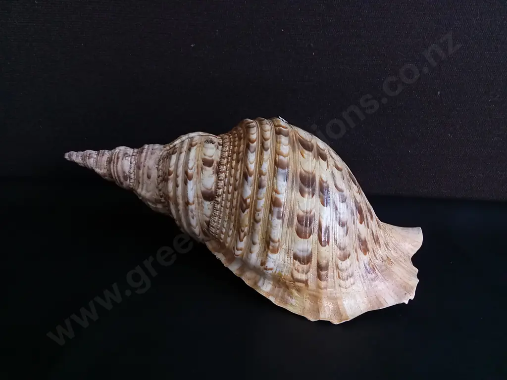REAL TRITON'S TRUMPET SHELL, W 37 CM APPROX Image 1++