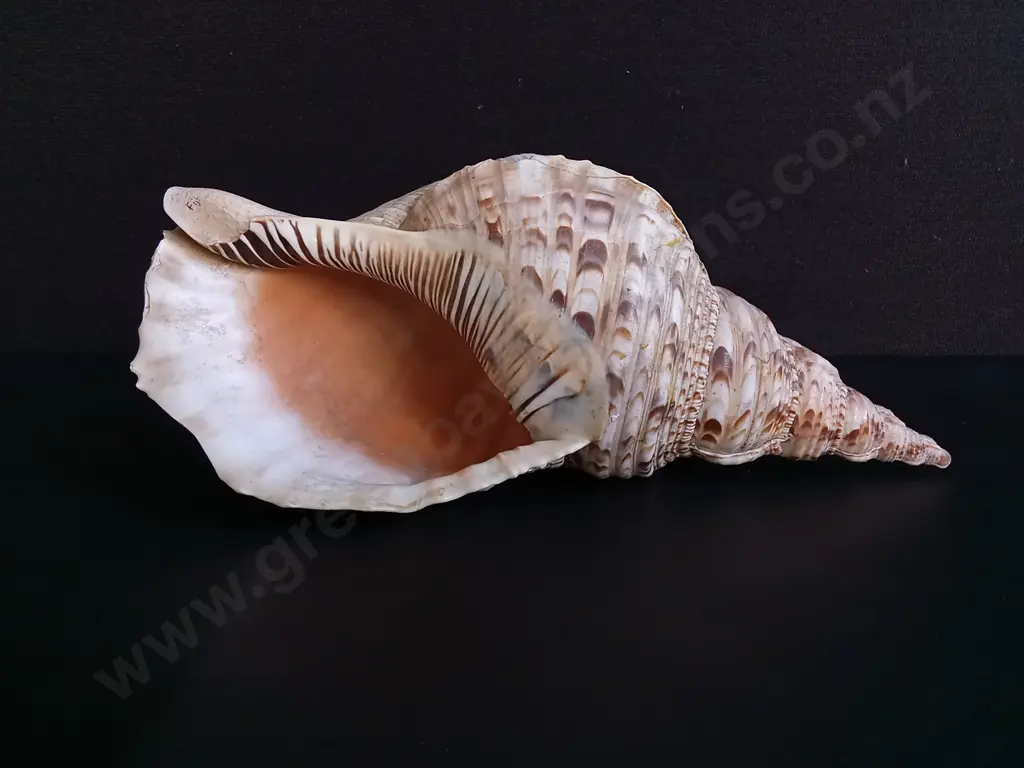 REAL TRITON'S TRUMPET SHELL, W 37 CM APPROX Image 1++