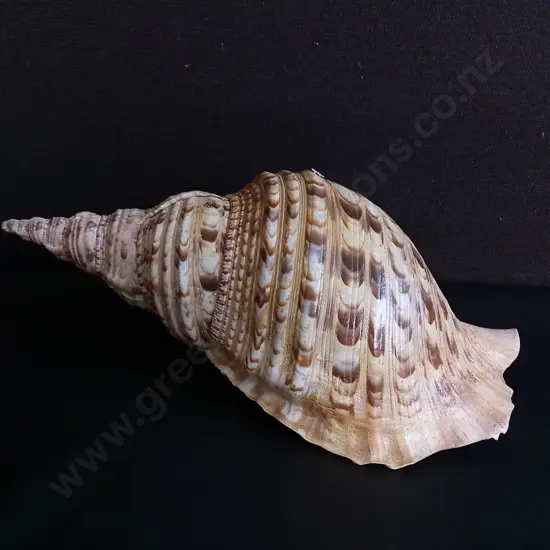 REAL TRITON'S TRUMPET SHELL, W 37 CM APPROX