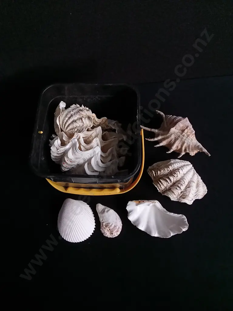 MIX OF REAL SEASHELLS Image 1++
