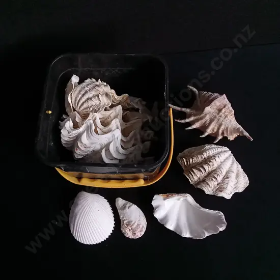 MIX OF REAL SEASHELLS