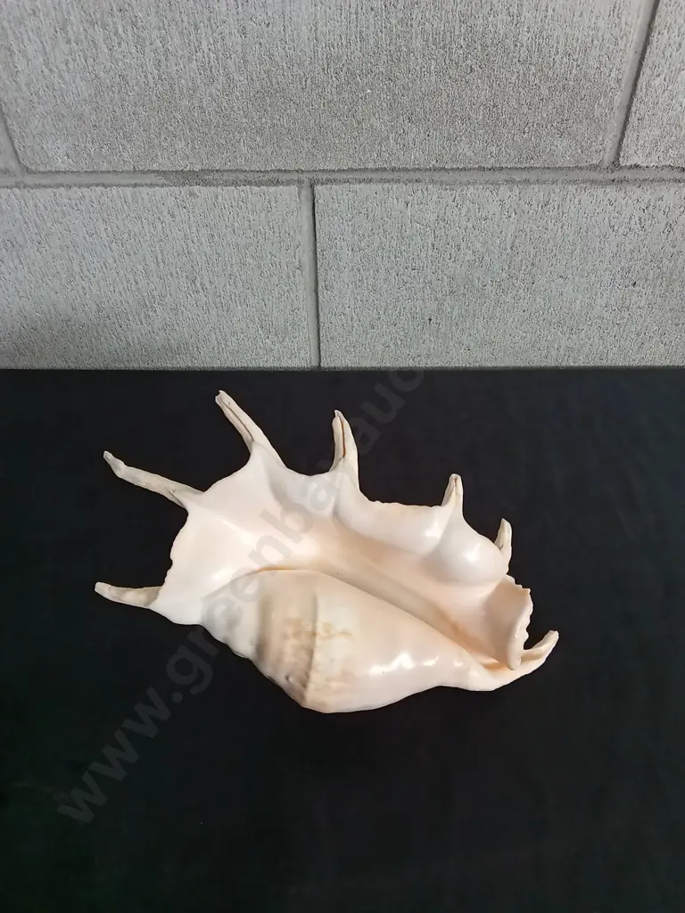 GIANT SPIDER CONCH SHELL, APPROXIMATELY 26CM LONG Image 1++