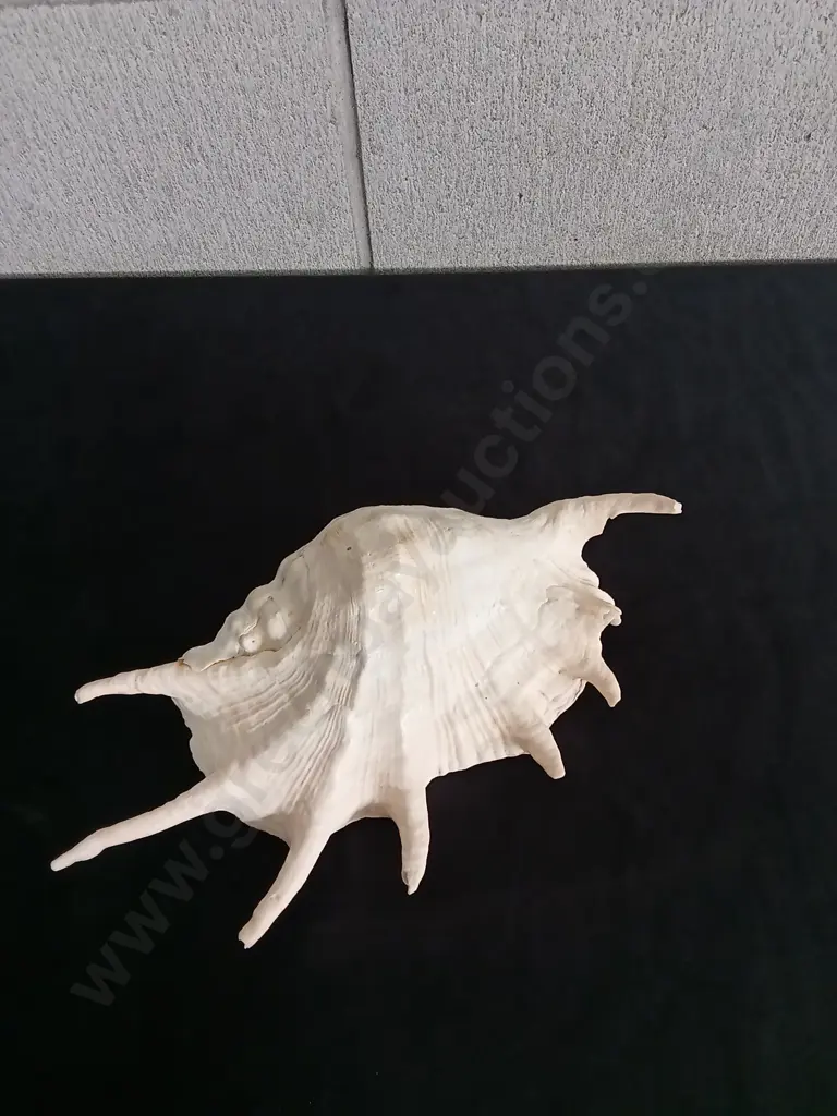 GIANT SPIDER CONCH SHELL, APPROXIMATELY 26CM LONG Image 1++