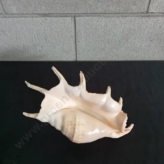 GIANT SPIDER CONCH SHELL, APPROXIMATELY 26CM LONG