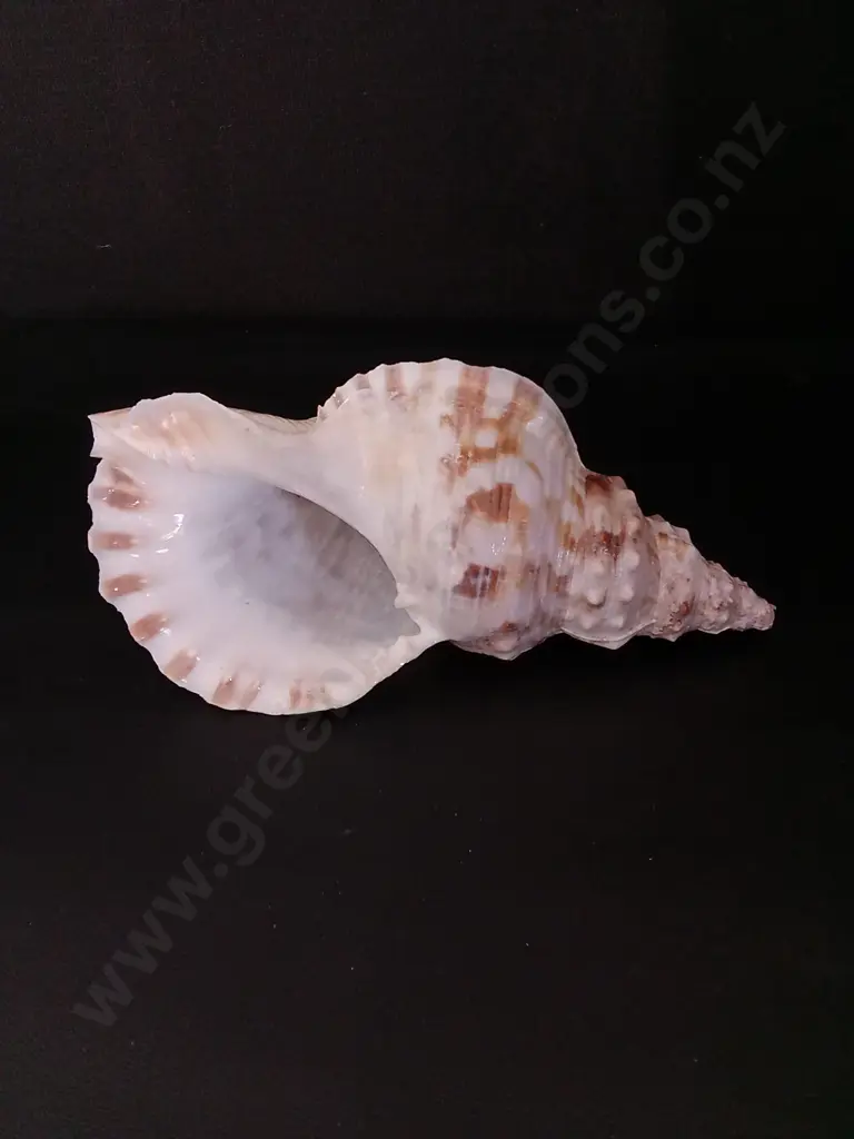 LARGE MARINE GASTROPOD SHELL L30CM Image 1++