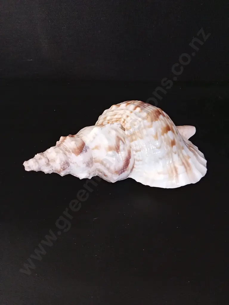 LARGE MARINE GASTROPOD SHELL L30CM Image 1++