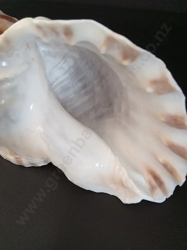 LARGE MARINE GASTROPOD SHELL L30CM Image 1++