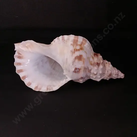 LARGE MARINE GASTROPOD SHELL L30CM