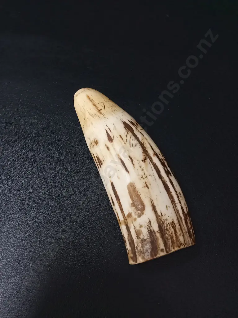 SPERM WHALE TOOTH L13.5CM Image 1++