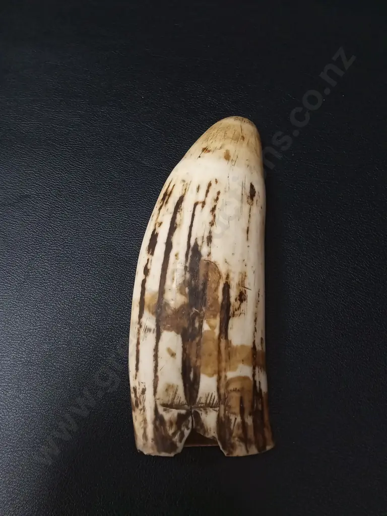 SPERM WHALE TOOTH L13.5CM Image 1++