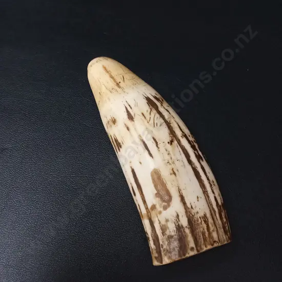 SPERM WHALE TOOTH L13.5CM